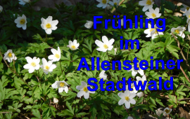 Frühling im Allensteiner Stadtwald